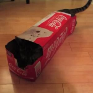 Meet your Posher, Cayden